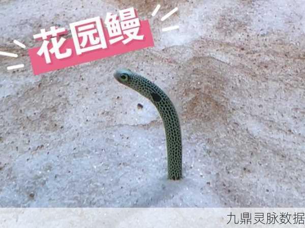 探索花园鳗之名的奥秘,为何它们如此独特?