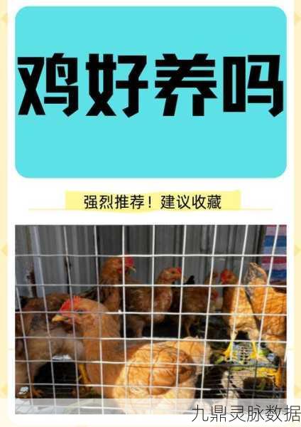 农场养鸡大亨,开启你的趣味养鸡模拟经营之旅