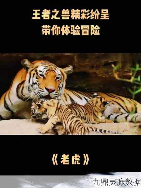 疯狂动物园，骑乘老虎的惊险之旅，揭秘虎王的独特魅力