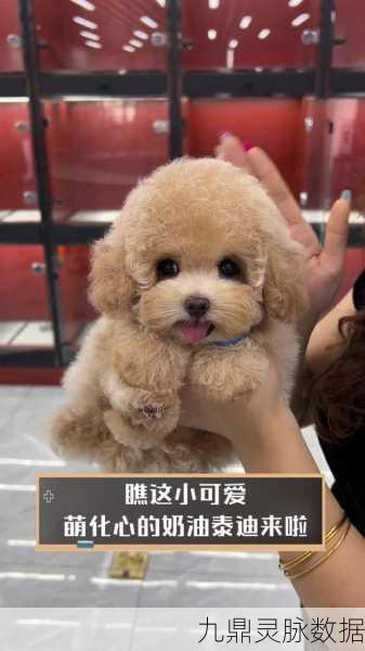 泰迪萌萌消，萌宠集结，消除乐趣无限升级