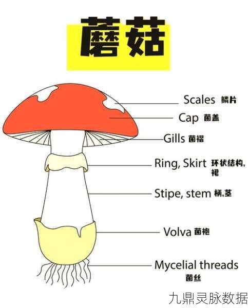 我的世界，揭秘菌丝生长的奥秘与实用制作技巧