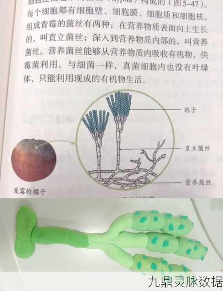 我的世界,揭秘菌丝生长的奥秘与实用制作技巧
