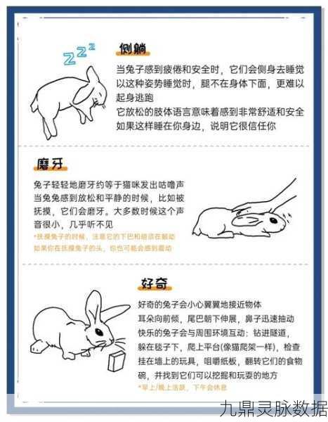 弹壳特攻队兔子捉迷藏,深度攻略,技巧在手,胜利无忧
