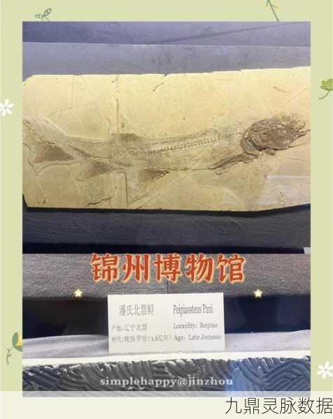 探秘古生物世界，一起挖化石带你开启趣味冒险寻宝之旅
