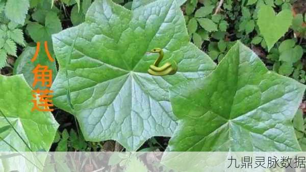 烟雨江湖八角莲,解锁药用奇效的江湖秘籍