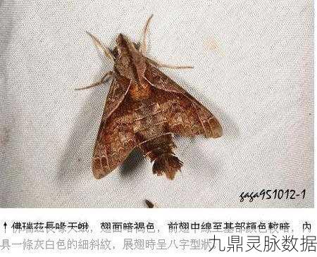 泰拉瑞亚飞蛾刷新机制全解析,助你捕捉战斗最佳时机