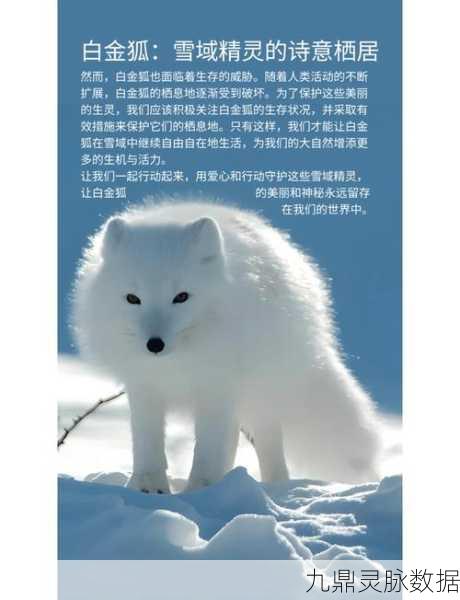 烟雨江湖雪狐,珍稀宠物的多重价值揭秘