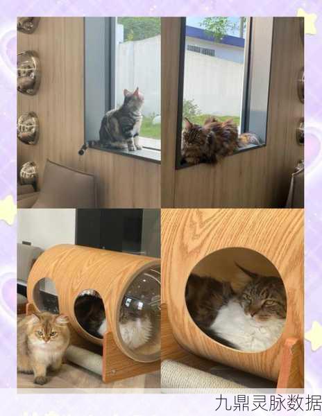 养猫新体验，真实模拟猫咪生活，等你来探索
