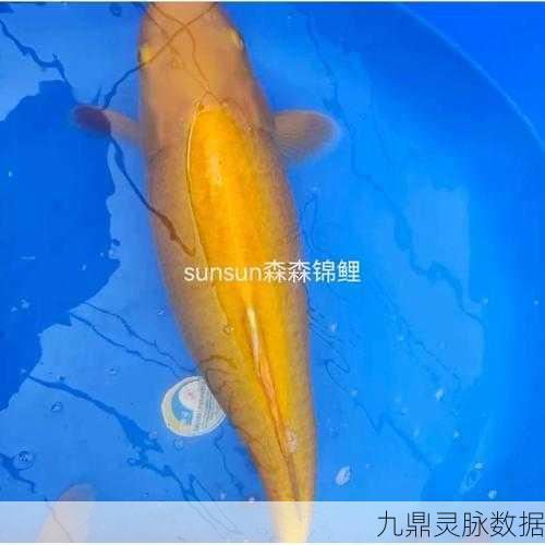 烟雨江湖锦鲤鱼苗，值得投资的水中珍宝？