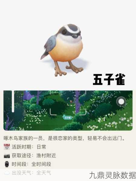 心动小镇,鸟类观察全攻略,解锁自然奇遇