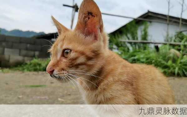 橘猫星球奇遇记,解锁游戏攻略,畅享无忧乐趣
