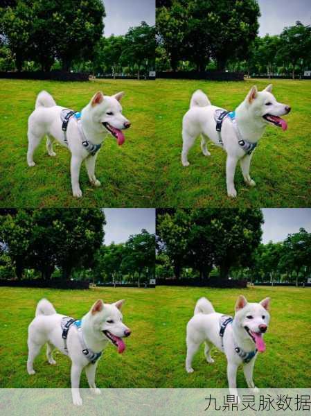 解锁动物餐厅白柴犬委托,打造专属萌宠体验