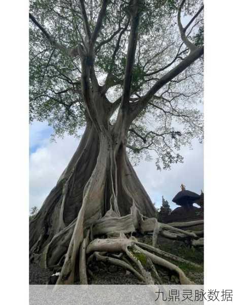 妄想山海迷谷树探秘,解锁古树秘境的奇幻之旅