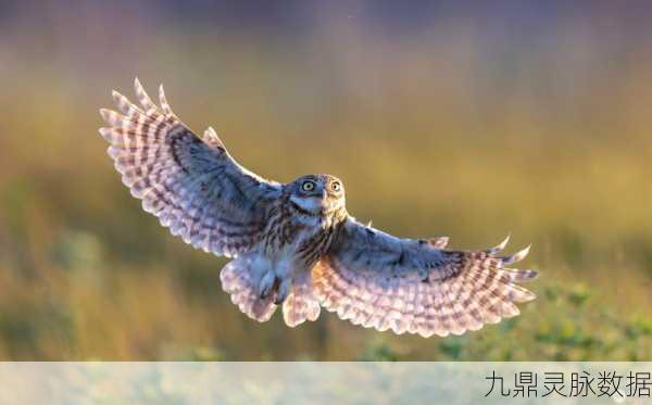 阴阳师中熏的神秘鸟类伙伴,鸮的详尽揭秘