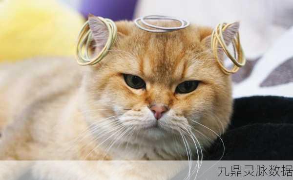 猫线团竞技场,趣味挑战,指尖上的休闲盛宴