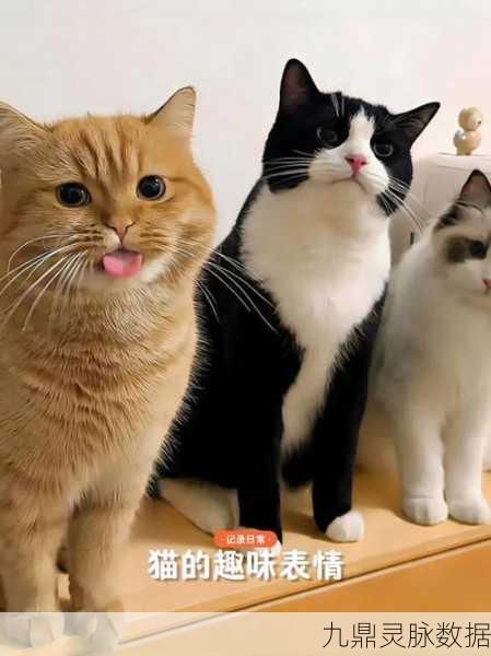 猫线团竞技场,趣味挑战,指尖上的休闲盛宴