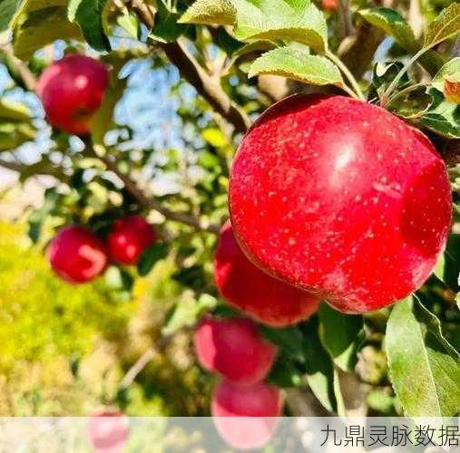原神苹果丰收秘籍大公开，探寻苹果最多产地与实战攻略