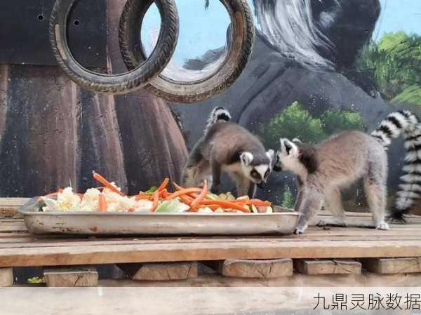 疯狂动物园海洋地图,探索蔚蓝世界的奇妙之旅