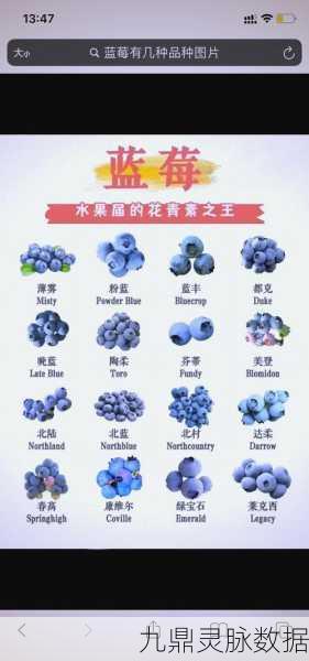 创造与魔法,蓝莓采集秘籍,解锁美食新篇章