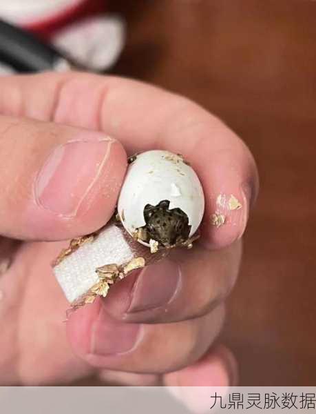 我的世界乌龟蛋孵化全攻略，打造你的沙滩小家族