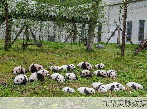 灵魂潮汐新篇章,大熊猫饲养攻略大揭秘