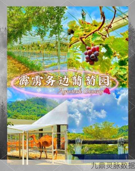 闲置葡萄工厂，打造你的梦幻果园，开启趣味模拟经营之旅