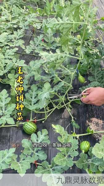 我的世界西瓜种植全攻略，打造你的甜蜜果园