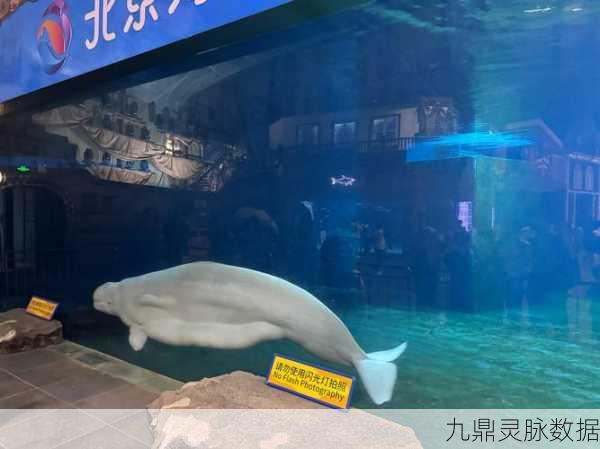 养鱼专业户，沉浸式养鱼体验，打造你的梦幻水族馆