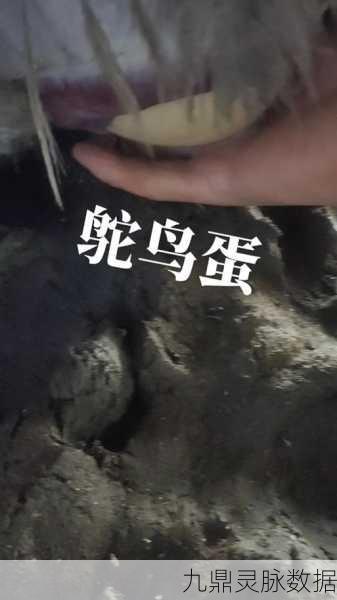 迷你世界深度探索，高效挖掘与收集鸵鸟蛋的秘籍
