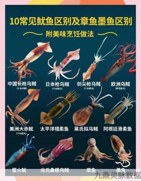 探秘我的世界,鱿鱼美食指南与海洋生物味蕾的奇妙之旅