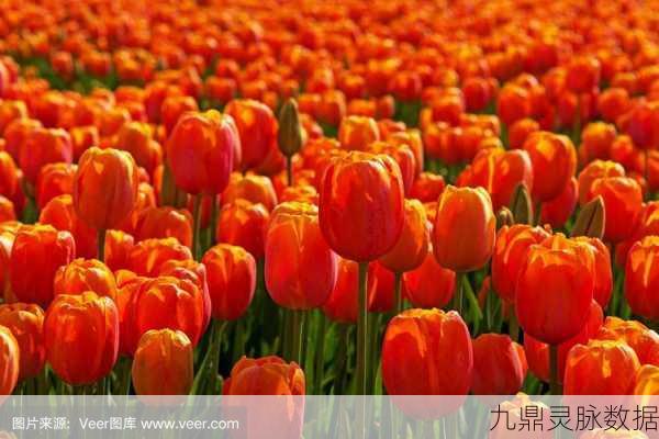 我的世界橙色郁金香获取全攻略