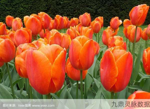我的世界橙色郁金香获取全攻略